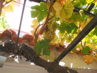 White Grape Vine.